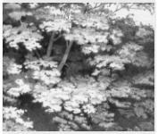 "«Дерево и крона Усовского леса», бумага, смешанная техника, 25,6 х 22,1 см" (Нажмите для просмотра увеличенного изображения)